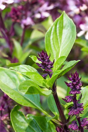 Fresh basil and blossom  in the plantation Stock Photo - Budget Royalty-Free & Subscription, Code: 400-07325598