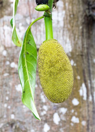 Jackfruit hanging on the tree in Thailand Stock Photo - Budget Royalty-Free & Subscription, Code: 400-07325612