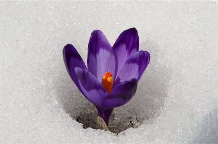 Violet crocuses have struggled through the snow. People associate  these bright flowers with spring. Stockbilder - Microstock & Abonnement, Bildnummer: 400-07325649