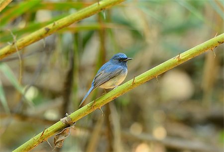 beautiful male Hainan Blue Flycatcher (Cyornis concreta) at Khao Yai National Park,Thailand Photographie de stock - Aubaine LD & Abonnement, Code: 400-07325945