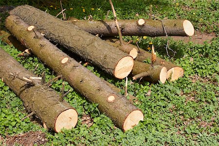 simsearch:400-06797086,k - Pile of pine logs scattered on green grass in springtime Stock Photo - Budget Royalty-Free & Subscription, Code: 400-07326272