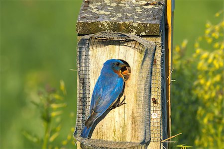 simsearch:400-04266149,k - A male Eastern Bluebird feeding the babies on a bright spring day. Stock Photo - Budget Royalty-Free & Subscription, Code: 400-07326287