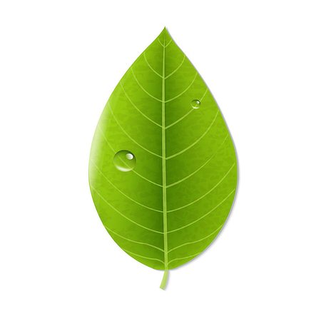 simsearch:400-09121794,k - Eco Green Leaf, With Gradient Mesh, Vector Illustration Stock Photo - Budget Royalty-Free & Subscription, Code: 400-07326547