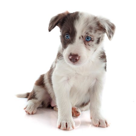 portrait of puppy border collie in front of white background Stock Photo - Budget Royalty-Free & Subscription, Code: 400-07326873