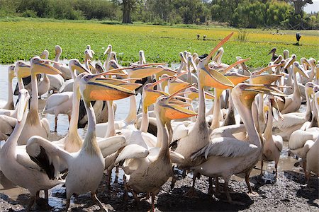 simsearch:400-07667421,k - pelicans on the shores of lake fish,which they throw people Fotografie stock - Microstock e Abbonamento, Codice: 400-07326889
