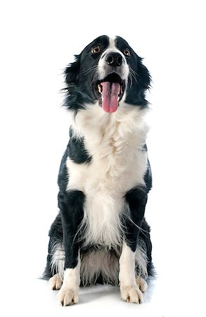 portrait of purebred border collie in front of white background Stock Photo - Budget Royalty-Free & Subscription, Code: 400-07326895