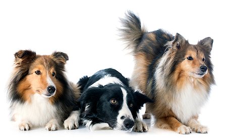 simsearch:400-06565925,k - portrait of purebred border collie and shetland sheepdogs in front of white background Photographie de stock - Aubaine LD & Abonnement, Code: 400-07326898