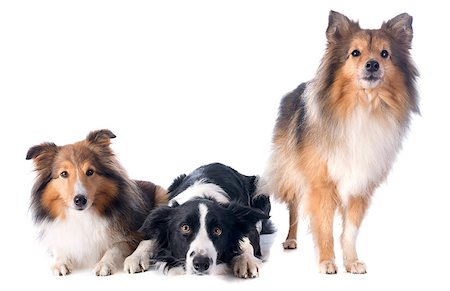 simsearch:400-06565925,k - portrait of purebred border collie and shetland sheepdogs in front of white background Photographie de stock - Aubaine LD & Abonnement, Code: 400-07326899