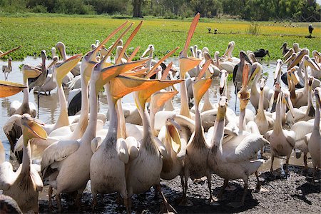 simsearch:400-07314059,k - pelicans on the shores of lake fish,which they throw people Foto de stock - Super Valor sin royalties y Suscripción, Código: 400-07326890