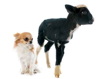 simsearch:400-09140902,k - young lamb and chihuahua in front of white background Photographie de stock - Aubaine LD & Abonnement, Code: 400-07327025