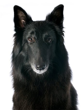 simsearch:400-06396414,k - picture of a purebred belgian sheepdog groenendael Foto de stock - Super Valor sin royalties y Suscripción, Código: 400-07327055