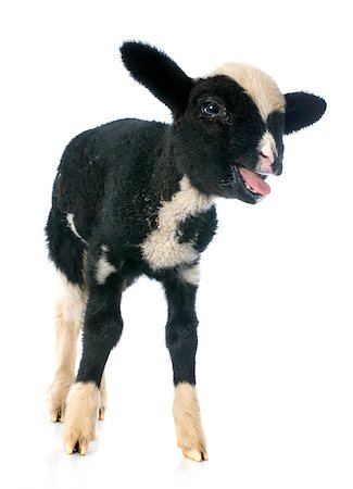 young lamb in front of white background Photographie de stock - Aubaine LD & Abonnement, Code: 400-07327052