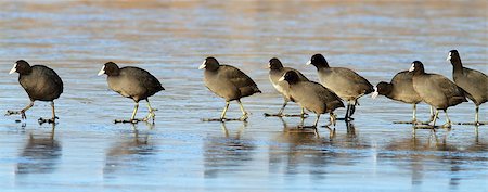 foulque - flock of coots ( fulica atra ) walking on frozen surface of the lake Foto de stock - Super Valor sin royalties y Suscripción, Código: 400-07327265