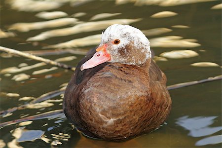 ferkel - feral muscovy duck standing in shallow water of a pond Stock Photo - Budget Royalty-Free & Subscription, Code: 400-07327298