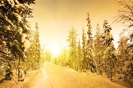 White road in deep forest. December. Winter`s sunset. Russia. Fotografie stock - Microstock e Abbonamento, Codice: 400-07328661