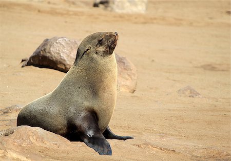 Colony of seals at Cape Cross Reserve, Atlantic Ocean coast in Namibia. Stock Photo - Budget Royalty-Free & Subscription, Code: 400-07328756