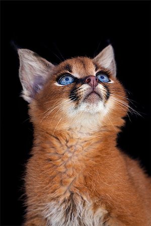 One young caracal cat on black background Stock Photo - Budget Royalty-Free & Subscription, Code: 400-07329037