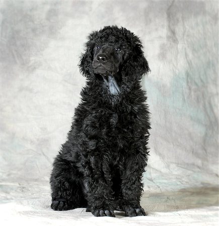 simsearch:400-06758887,k - standard poodle puppy sitting on green background - 8 weeks old Stock Photo - Budget Royalty-Free & Subscription, Code: 400-07329043