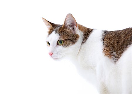 simsearch:400-07337646,k - Domestic cat with green eyes over white background Photographie de stock - Aubaine LD & Abonnement, Code: 400-07329305