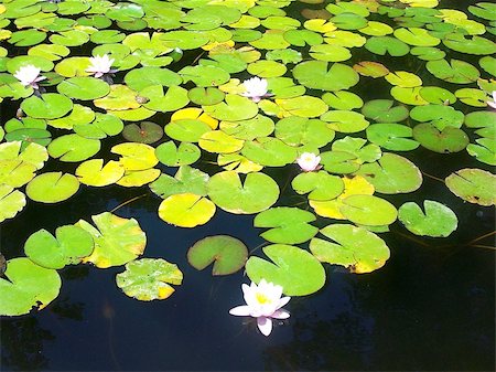 water lilies in the lake Stockbilder - Microstock & Abonnement, Bildnummer: 400-07329800