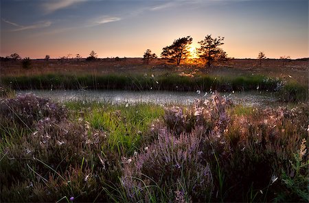 simsearch:400-08041728,k - sunset over swamps and flowering heather, Focheloerveen, Netherlands Stock Photo - Budget Royalty-Free & Subscription, Code: 400-07329826
