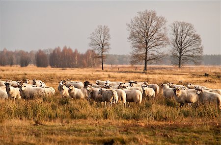 drenthe - sheep herd on meadows before sunset in Dwingelderveld Foto de stock - Royalty-Free Super Valor e Assinatura, Número: 400-07329861