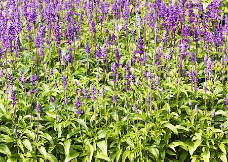 sage flower - Meadow with blooming Blue Salvia herbal flowers. Blue Salvia is plant in the mint family. Stock Photo - Budget Royalty-Free & Subscription, Code: 400-07329881