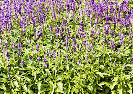 sage flower - Meadow with blooming Blue Salvia herbal flowers. Blue Salvia is plant in the mint family. Foto de stock - Super Valor sin royalties y Suscripción, Código: 400-07329881