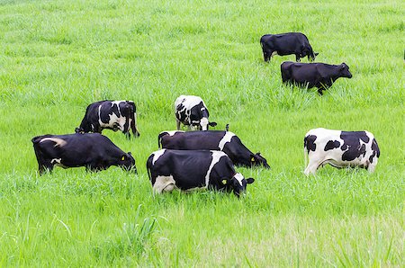 simsearch:400-04465909,k - Cows black and white on the pasture Stockbilder - Microstock & Abonnement, Bildnummer: 400-07329895