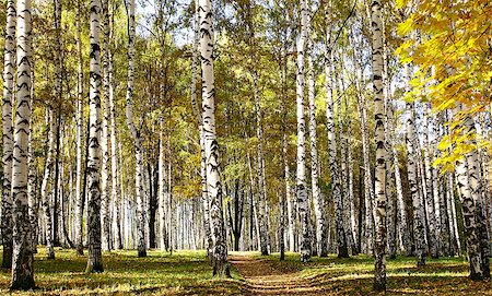 simsearch:400-08348471,k - Path in birch sunny forest Stockbilder - Microstock & Abonnement, Bildnummer: 400-07329941