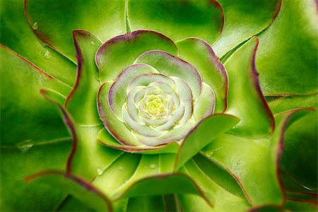 red flowers in stone images - Sempervivum - Hens and Chicks - Sempervivum soboliferum Stock Photo - Budget Royalty-Free & Subscription, Code: 400-07320271