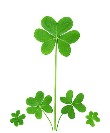 simsearch:400-07303639,k - green clover  symbol of a St Patrick day isolated on white background Photographie de stock - Aubaine LD & Abonnement, Code: 400-07320408