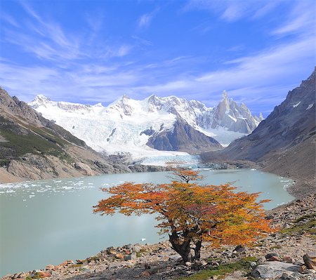 Small tree by laguna Torre and Cerro Torre mountain. Los Glaciares National park. Argentina. Foto de stock - Super Valor sin royalties y Suscripción, Código: 400-07320703