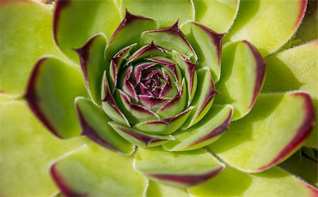 succulent flowers - Green and purple leaves on a aeonium arboreum plant Stock Photo - Budget Royalty-Free & Subscription, Code: 400-07320787