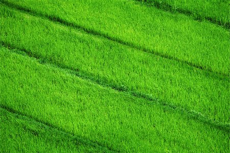 Rice fields. View from above. Indonesia, Bali. Stock Photo - Budget Royalty-Free & Subscription, Code: 400-07320847