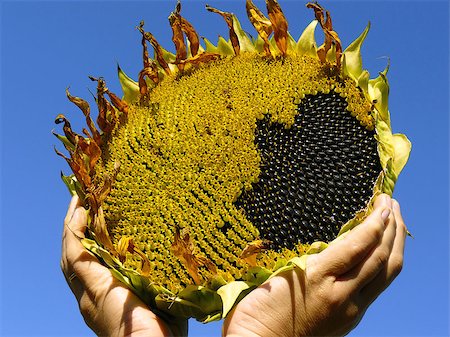 simsearch:400-05682398,k - hands with sunflower against blue sky Stock Photo - Budget Royalty-Free & Subscription, Code: 400-07321069