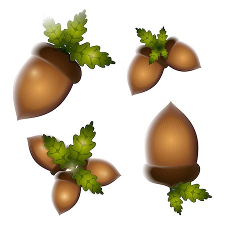 ekaterina88 (artist) - vector realistic image of an acorn with oak leaves Fotografie stock - Microstock e Abbonamento, Codice: 400-07321086