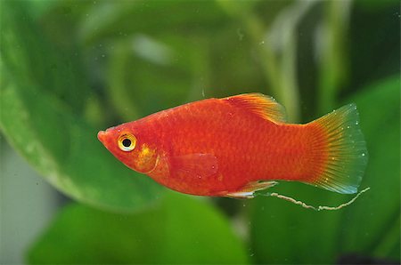 A close up portrait shot of a red platy fish Photographie de stock - Aubaine LD & Abonnement, Code: 400-07321171
