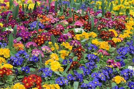 simsearch:400-07485765,k - Spring. There are many multcolor primeroses or primulas in the park. Stock Photo - Budget Royalty-Free & Subscription, Code: 400-07321206