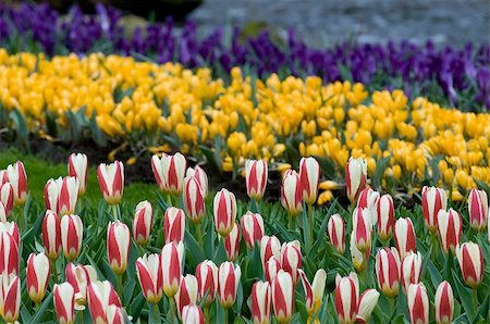 simsearch:400-07485765,k - There are many bright tulips and crocoses on the photo. Such flowerbed is characteristic for Holland parks. Stock Photo - Budget Royalty-Free & Subscription, Code: 400-07321589
