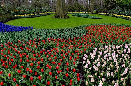 There are many bright flowers on the photo. Such flowerbed is characteristic for Holland parks. Stock Photo - Budget Royalty-Free & Subscription, Code: 400-07321591