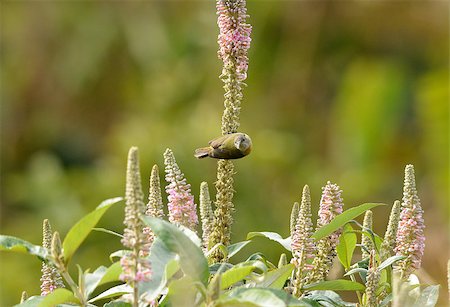 simsearch:400-06367685,k - beautiful juvenile male Fire-tailed Sunbird (Aethopyga ignicauda) in Thai forest Foto de stock - Super Valor sin royalties y Suscripción, Código: 400-07321729