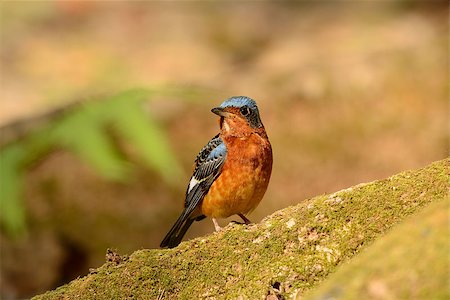 simsearch:400-06858080,k - beautiful male white-throated rock-thrush Photographie de stock - Aubaine LD & Abonnement, Code: 400-07321741