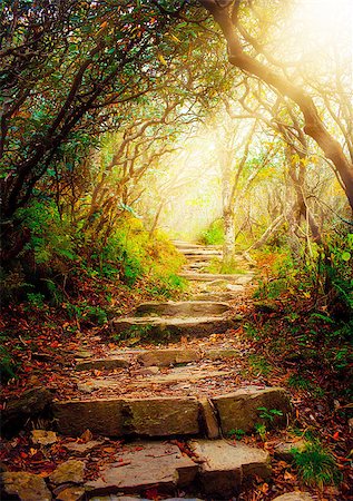 Morning sun rays shine on forest pathway Photographie de stock - Aubaine LD & Abonnement, Code: 400-07321824