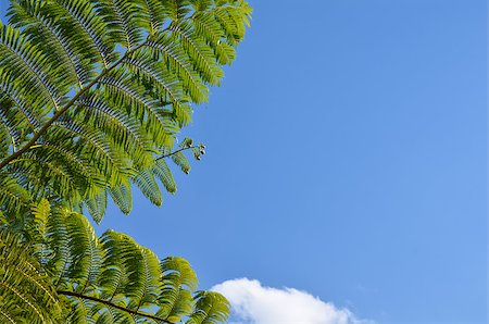 simsearch:400-07329792,k - Tropical fern tree branch at blue sky Foto de stock - Super Valor sin royalties y Suscripción, Código: 400-07321860