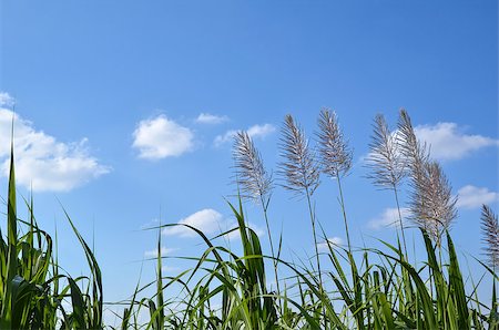 Sugar cane flowers at the island Okinawa in Japan Foto de stock - Super Valor sin royalties y Suscripción, Código: 400-07321861