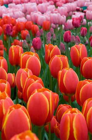 simsearch:400-07485765,k - There are many bright tulips on the photo. Such flowerbed is characteristic for Holland parks. Stock Photo - Budget Royalty-Free & Subscription, Code: 400-07321870