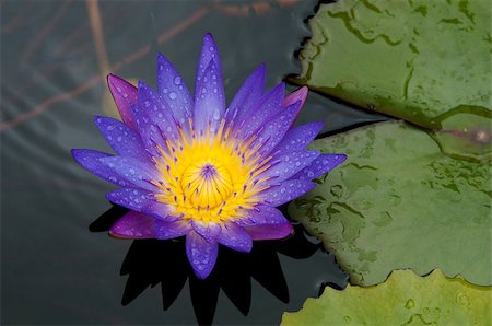 Close-up of violet Thai lotus. Flower is spangled with rain drops. Stockbilder - Microstock & Abonnement, Bildnummer: 400-07321872