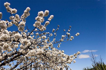 photojope (artist) - Cherry-tree blossom in spring, treetop over clear blue sky in a garden. Photographie de stock - Aubaine LD & Abonnement, Code: 400-07322077