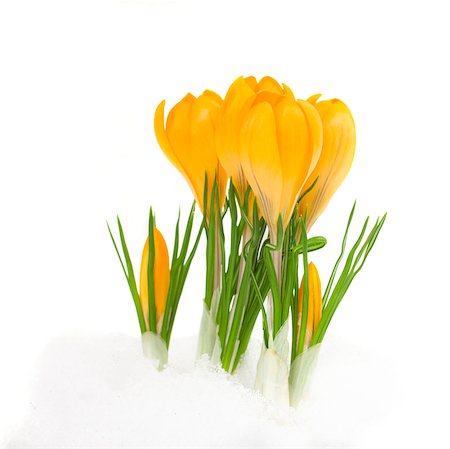 yellow spring crocus flower coming from snow isolated on white Stock Photo - Budget Royalty-Free & Subscription, Code: 400-07322280